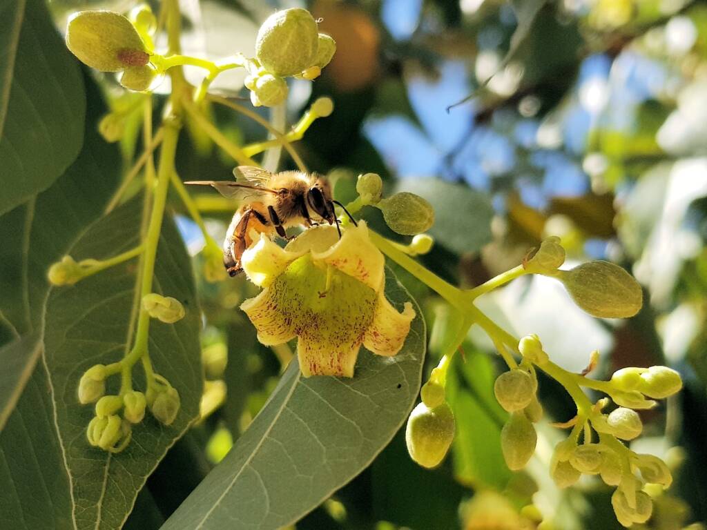 Kurrajong (Brachychiton populneus), Alice Springs NT