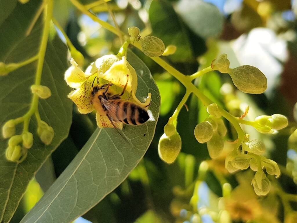 Kurrajong (Brachychiton populneus), Alice Springs NT