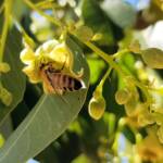Kurrajong (Brachychiton populneus), Alice Springs NT