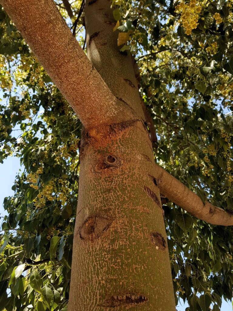 Kurrajong (Brachychiton populneus), Alice Springs NT