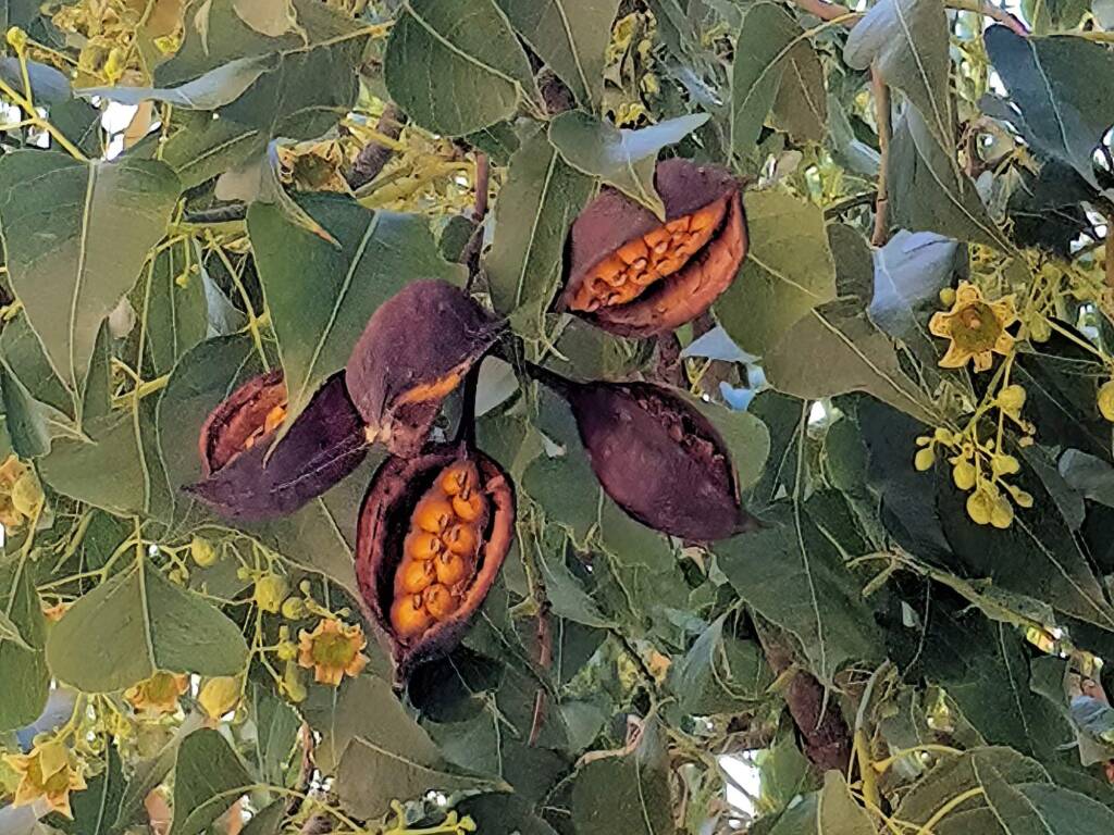 Kurrajong (Brachychiton populneus), Alice Springs NT