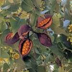 Kurrajong (Brachychiton populneus), Alice Springs NT
