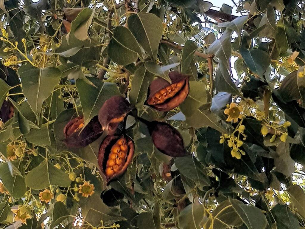 Kurrajong (Brachychiton populneus), Alice Springs NT