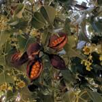 Kurrajong (Brachychiton populneus), Alice Springs NT