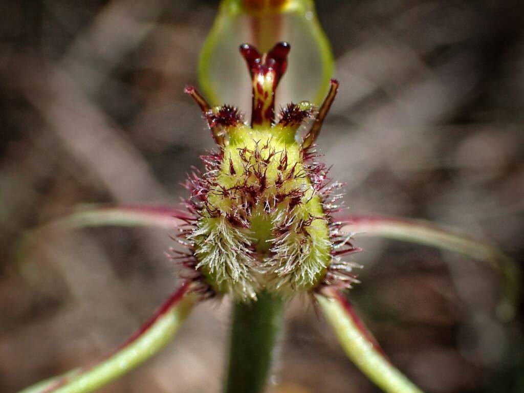 Caladenia barbarossa (Dragon Orchid), Stirling Range National Park WA © Terry Dunham