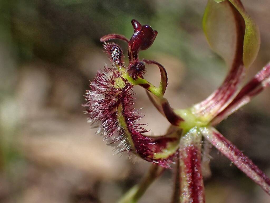 Caladenia barbarossa (Dragon Orchid), Stirling Range National Park WA © Terry Dunham