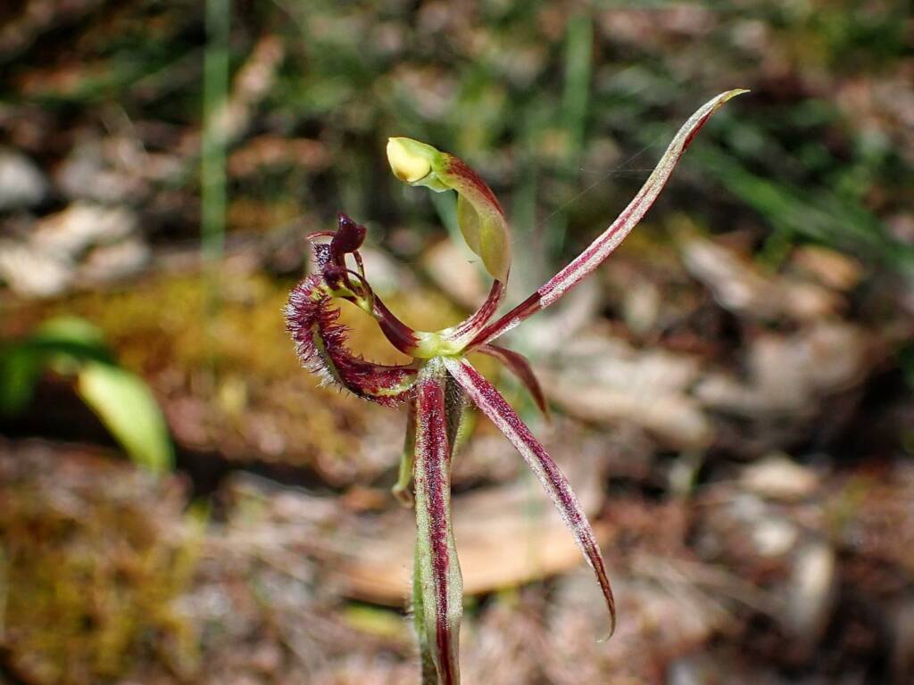 Caladenia barbarossa (Dragon Orchid), Stirling Range National Park WA © Terry Dunham
