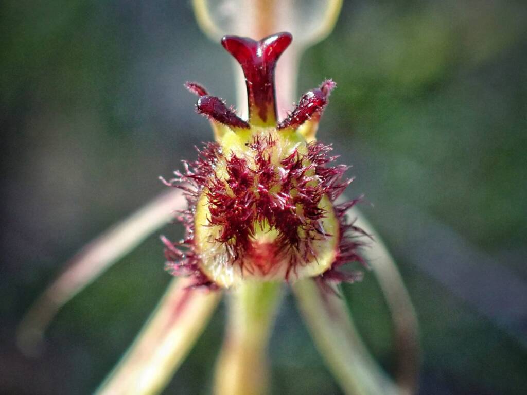 Caladenia barbarossa (Dragon Orchid), Stirling Range National Park WA © Terry Dunham
