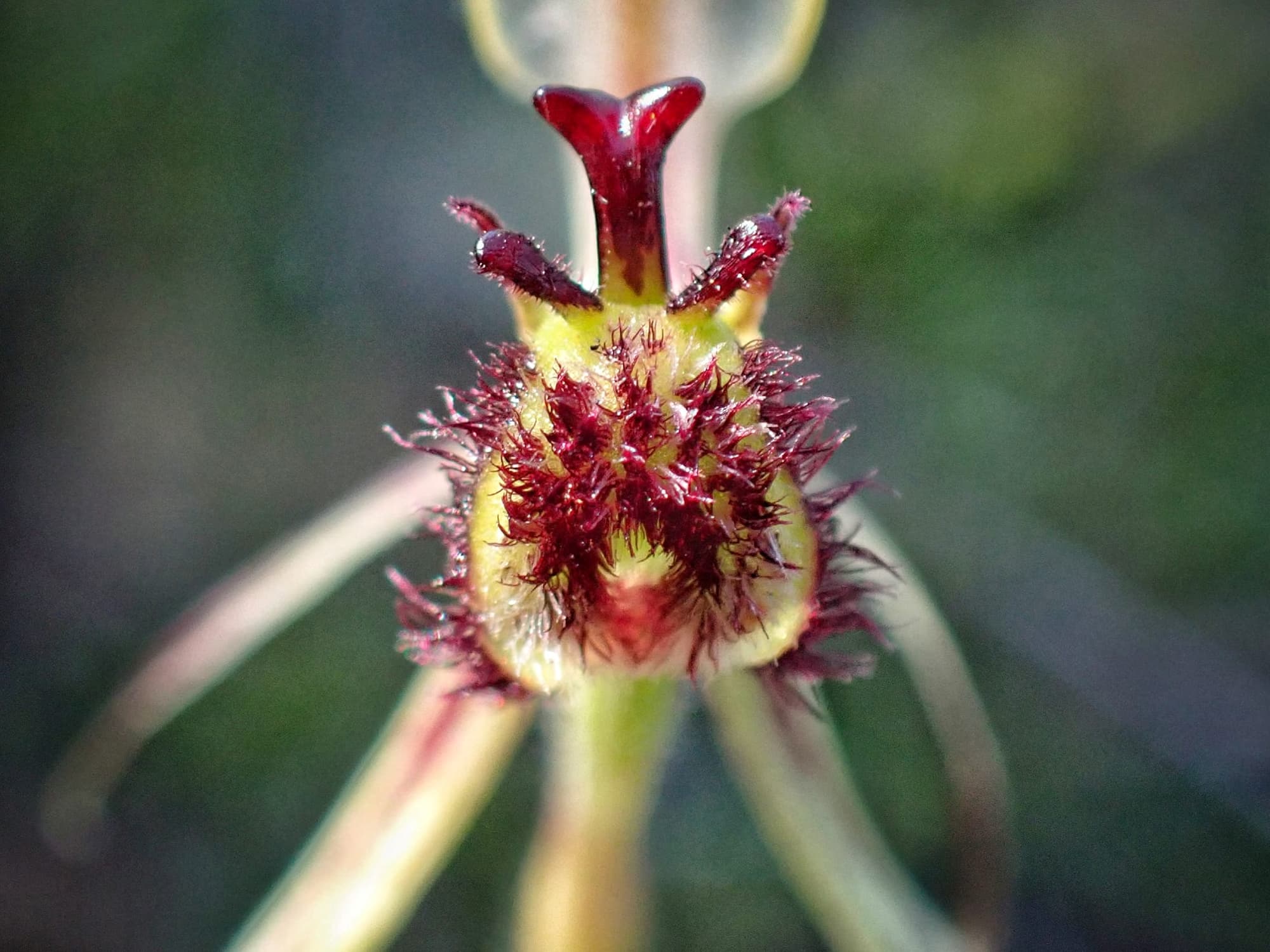 Caladenia barbarossa (Dragon Orchid), Stirling Range National Park WA © Terry Dunham