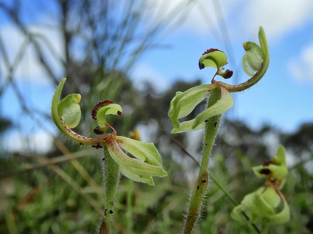 Caladenia bryceana subsp. bryceana (Dwarf Spider Orchid), Great Southern Region WA © Terry Dunham