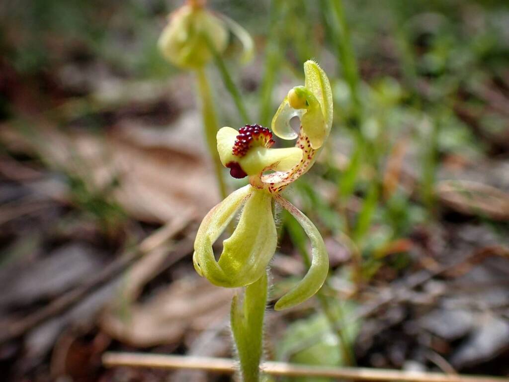Caladenia bryceana subsp. bryceana (Dwarf Spider Orchid), Great Southern Region WA © Terry Dunham