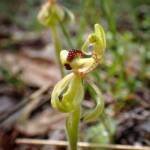Caladenia bryceana subsp. bryceana (Dwarf Spider Orchid), Great Southern Region WA © Terry Dunham