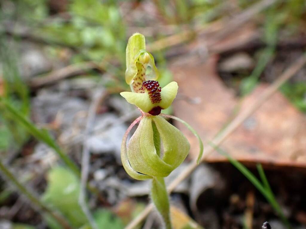 Caladenia bryceana subsp. bryceana (Dwarf Spider Orchid), Great Southern Region WA © Terry Dunham