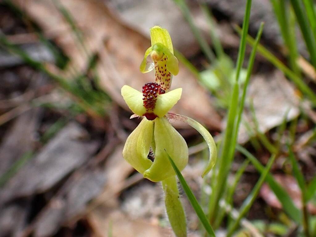 Caladenia bryceana subsp. bryceana (Dwarf Spider Orchid), Great Southern Region WA © Terry Dunham