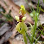 Caladenia bryceana subsp. bryceana (Dwarf Spider Orchid), Great Southern Region WA © Terry Dunham