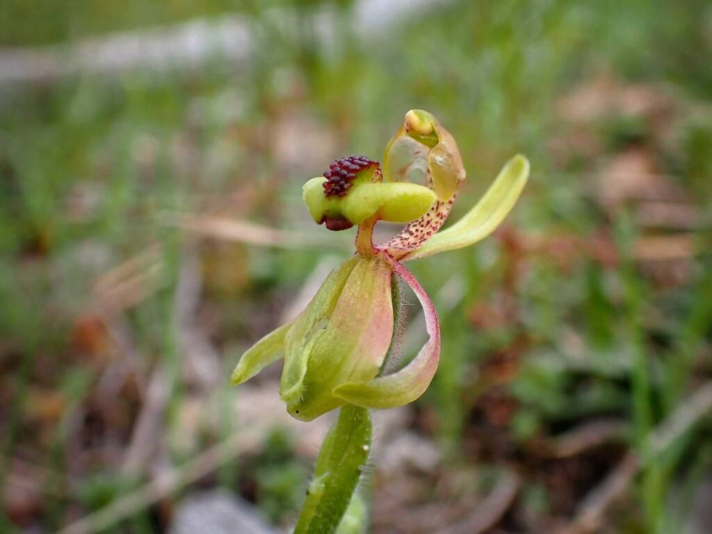Caladenia bryceana subsp. bryceana (Dwarf Spider Orchid), Great Southern Region WA © Terry Dunham