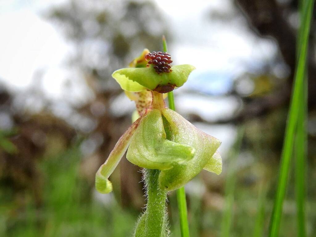 Caladenia bryceana subsp. bryceana (Dwarf Spider Orchid), Great Southern Region WA © Terry Dunham