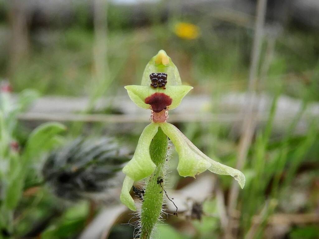 Caladenia bryceana subsp. bryceana (Dwarf Spider Orchid), Great Southern Region WA © Terry Dunham