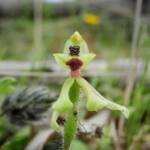 Caladenia bryceana subsp. bryceana (Dwarf Spider Orchid), Great Southern Region WA © Terry Dunham