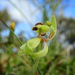 Caladenia bryceana subsp. bryceana (Dwarf Spider Orchid), Great Southern Region WA © Terry Dunham