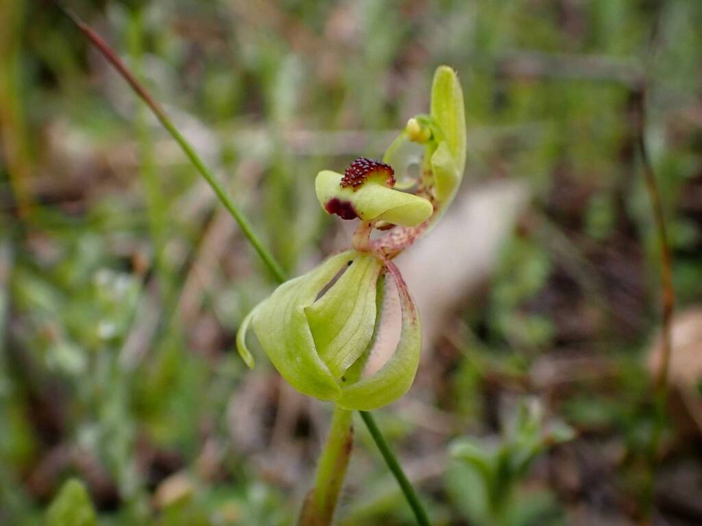Caladenia bryceana subsp. bryceana (Dwarf Spider Orchid), Great Southern Region WA © Terry Dunham