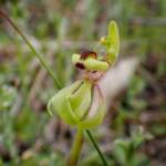 Caladenia bryceana subsp. bryceana (Dwarf Spider Orchid), Great Southern Region WA © Terry Dunham