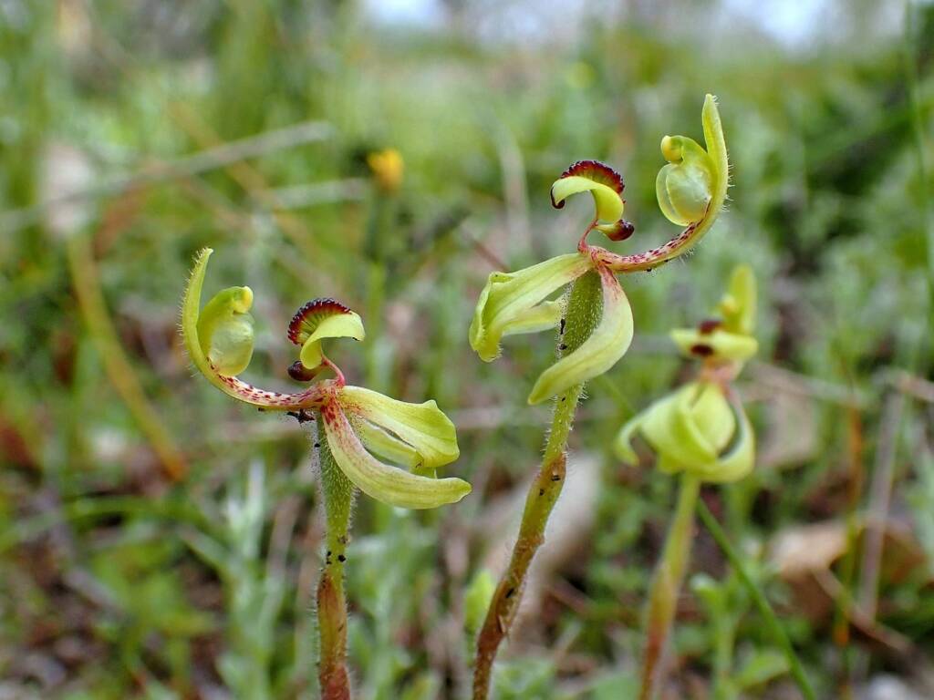 Caladenia bryceana subsp. bryceana (Dwarf Spider Orchid), Great Southern Region WA © Terry Dunham