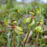 Caladenia bryceana subsp. bryceana (Dwarf Spider Orchid), Great Southern Region WA © Terry Dunham