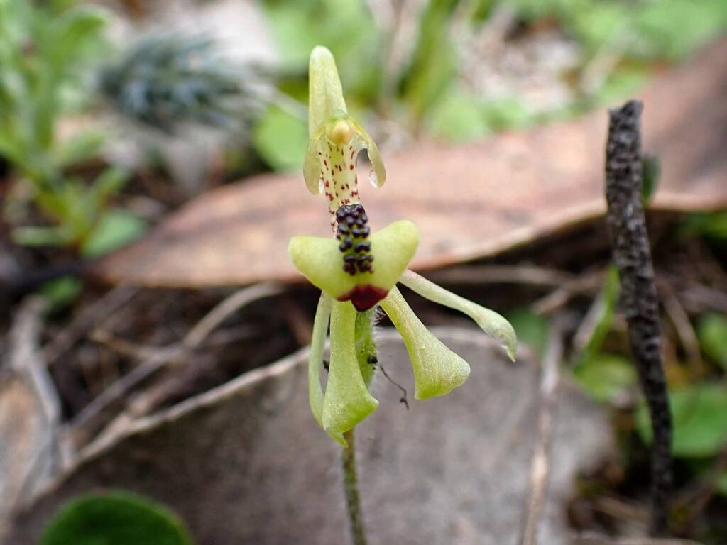 Caladenia bryceana subsp. bryceana (Dwarf Spider Orchid), Great Southern Region WA © Terry Dunham