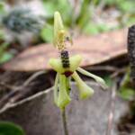 Caladenia bryceana subsp. bryceana (Dwarf Spider Orchid), Great Southern Region WA © Terry Dunham
