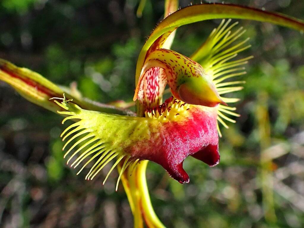 Caladenia lobata (Butterfly Spider Orchid), Stirling Range National Park WA © Terry Dunham