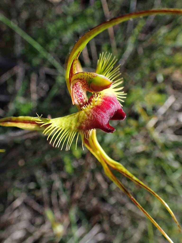 Caladenia lobata (Butterfly Spider Orchid), Stirling Range National Park WA © Terry Dunham