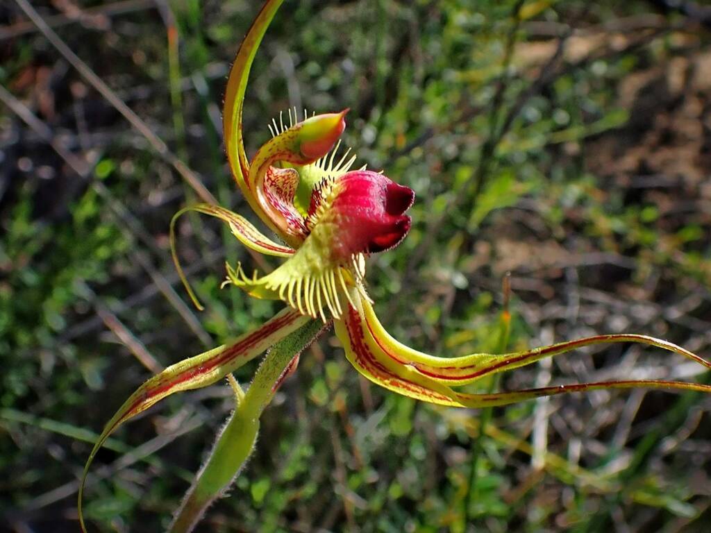 Caladenia lobata (Butterfly Spider Orchid), Stirling Range National Park WA © Terry Dunham