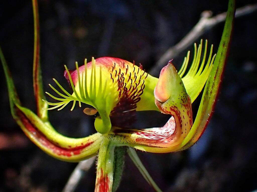 Caladenia lobata (Butterfly Spider Orchid), Stirling Range National Park WA © Terry Dunham