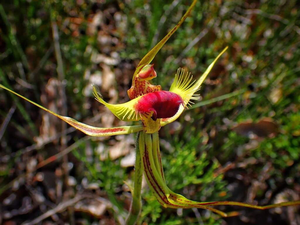 Caladenia lobata (Butterfly Spider Orchid), Stirling Range National Park WA © Terry Dunham