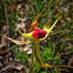 Caladenia lobata (Butterfly Spider Orchid), Stirling Range National Park WA © Terry Dunham