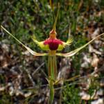 Caladenia lobata (Butterfly Spider Orchid), Stirling Range National Park WA © Terry Dunham