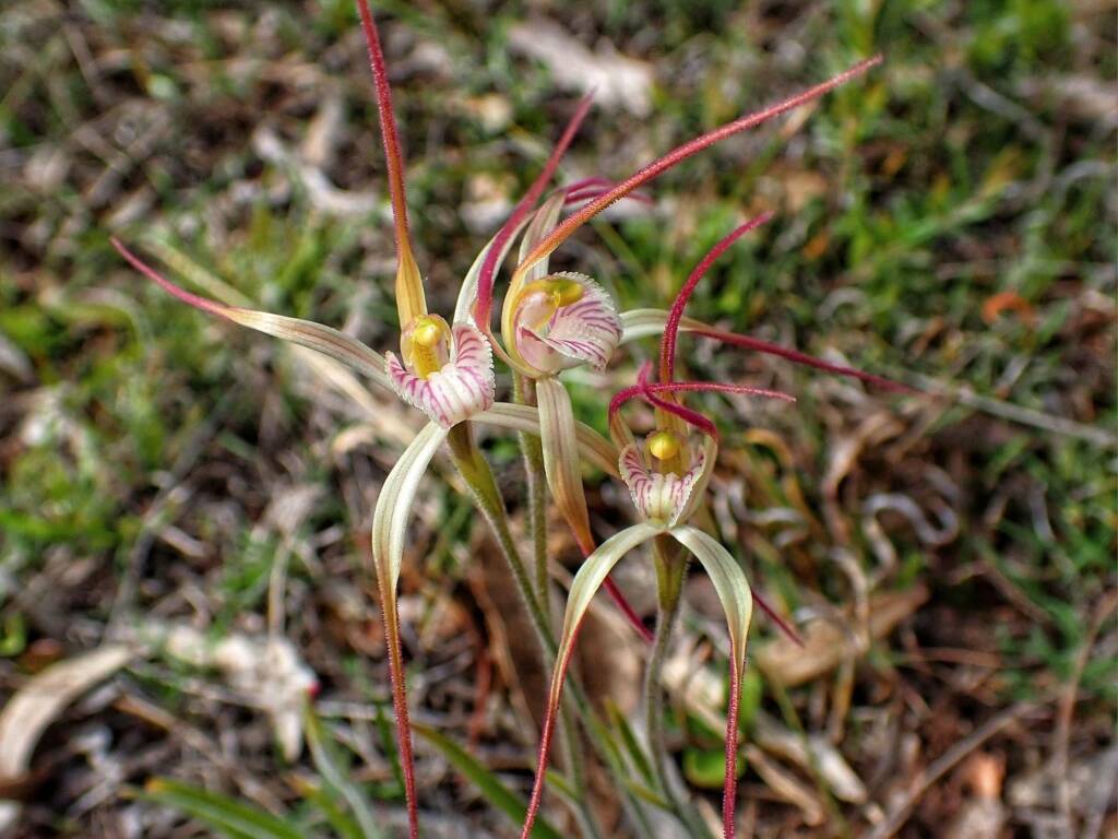 Caladenia polychroma (Joseph's Spider Orchid) , Stirling Range National Park WA © Terry Dunham