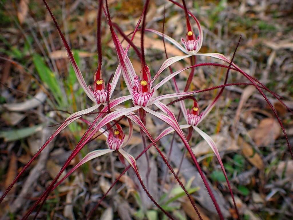 Caladenia polychroma (Joseph's Spider Orchid) , Stirling Range National Park WA © Terry Dunham