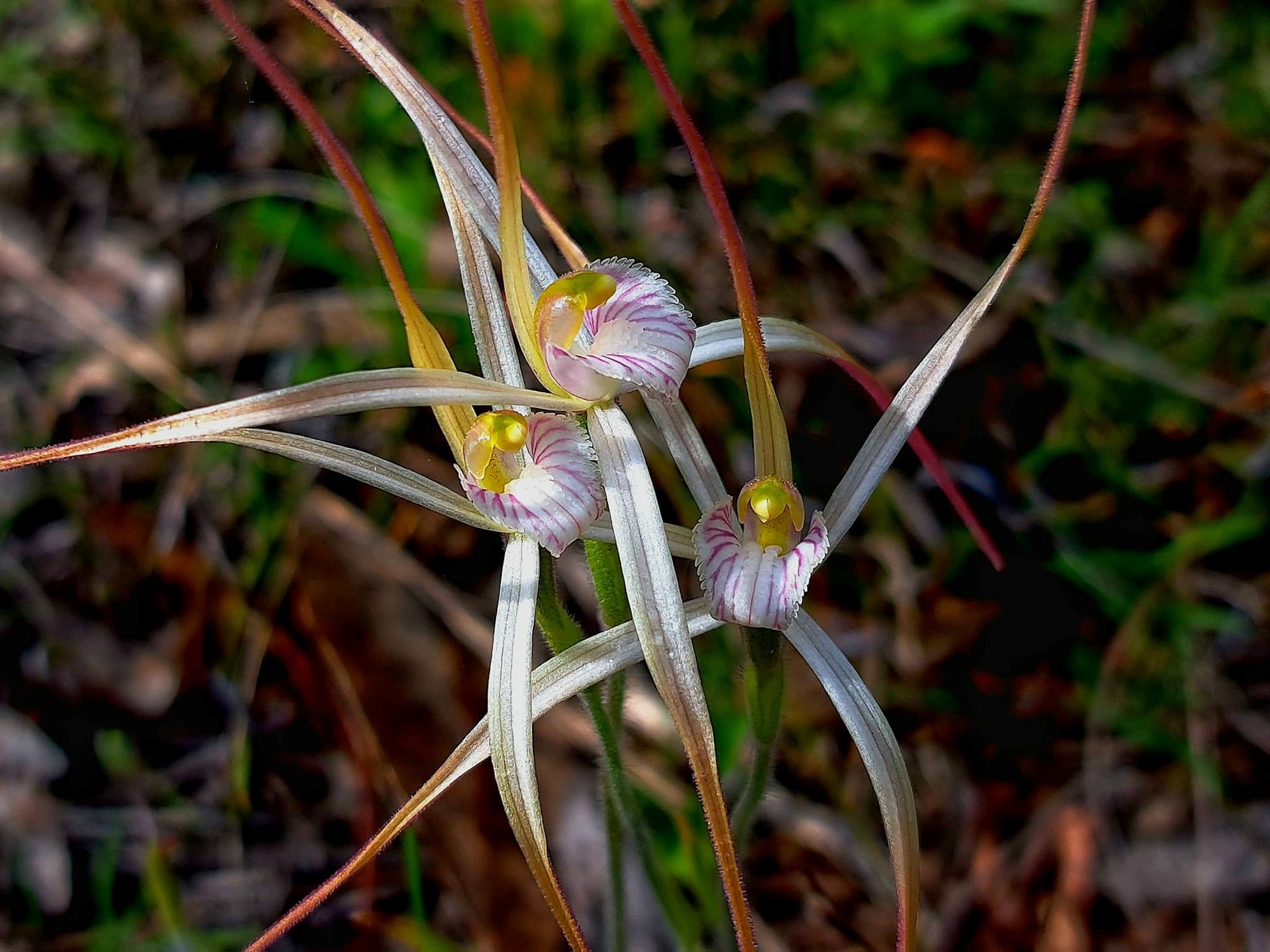 Caladenia polychroma (Joseph's Spider Orchid), Stirling Range National Park WA © Terry Dunham
