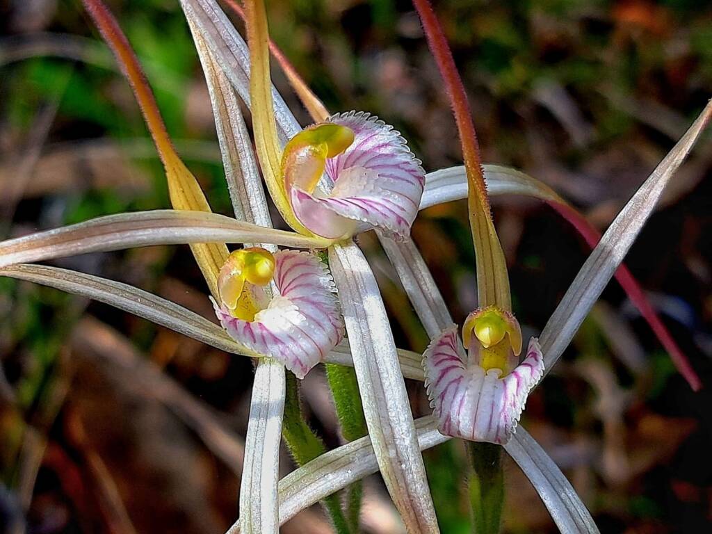 Caladenia polychroma (Joseph's Spider Orchid), Stirling Range National Park WA © Terry Dunham