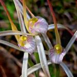 Caladenia polychroma (Joseph's Spider Orchid), Stirling Range National Park WA © Terry Dunham