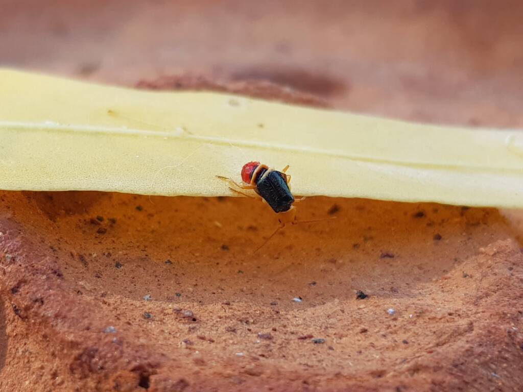 Soft-winged Flower Beetle (genus Carphurus), Alice Springs NT