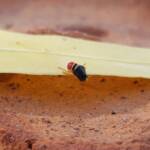 Soft-winged Flower Beetle (genus Carphurus), Alice Springs NT