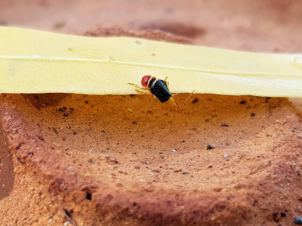 Soft-winged Flower Beetle (genus Carphurus), Alice Springs NT