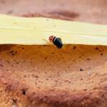 Soft-winged Flower Beetle (genus Carphurus), Alice Springs NT