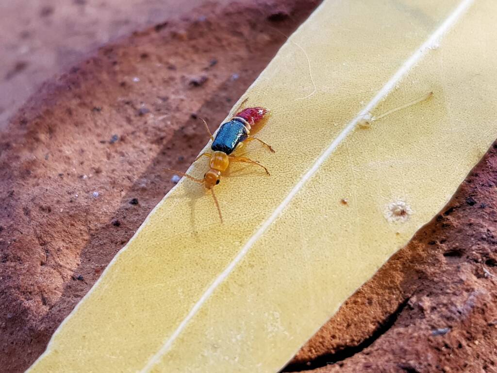 Soft-winged Flower Beetle (genus Carphurus), Alice Springs NT