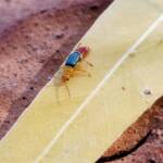 Soft-winged Flower Beetle (genus Carphurus), Alice Springs NT