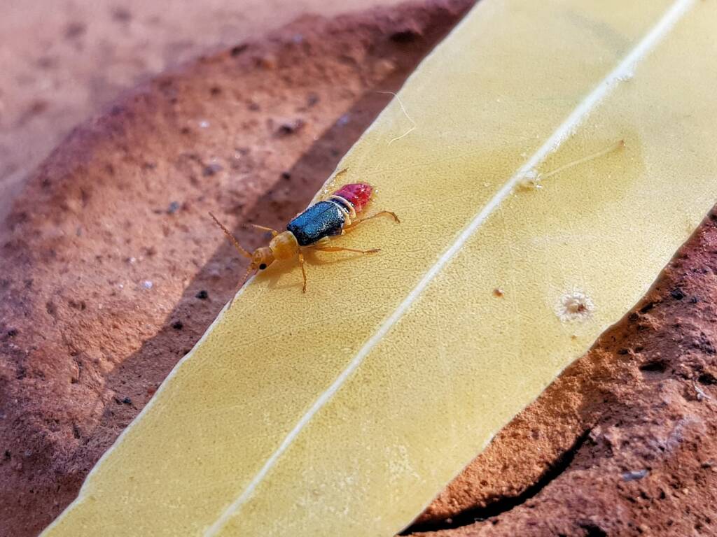 Soft-winged Flower Beetle (genus Carphurus), Alice Springs NT