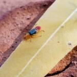 Soft-winged Flower Beetle (genus Carphurus), Alice Springs NT